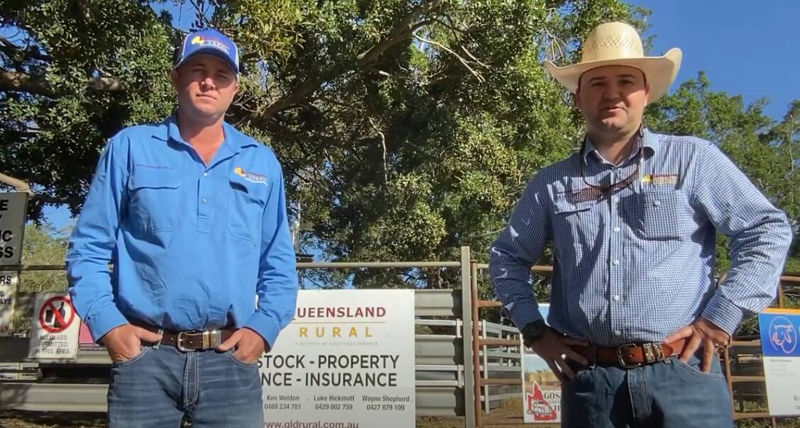 Queensland Rural agents Luke Hickmott and Jake Smith said the sale was a rain reduced yarding due to recent wet weather. Picture: Queensland Rural. 