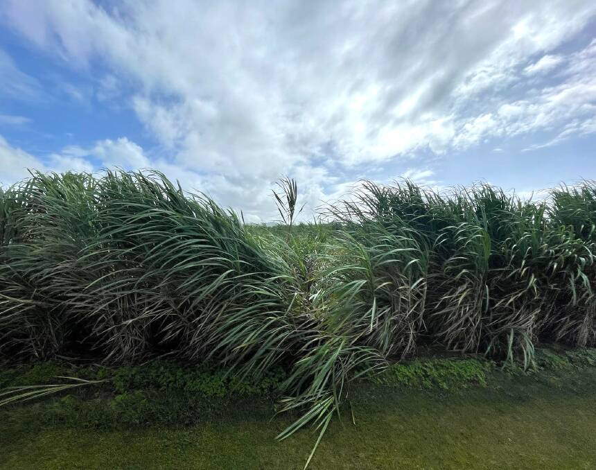 Lodged cane on Racecourse grower Gerard Bugeja's farm who has received 120mm of rain since last Monday. Photo supplied. 