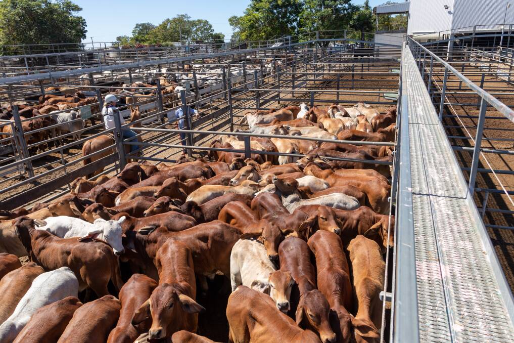 A further run of 107 Mount McConnel Grazing Company weaner steers sold for 498c/kg to average 239kg and return $1190 per head. Picture: Zoe Thomas. 