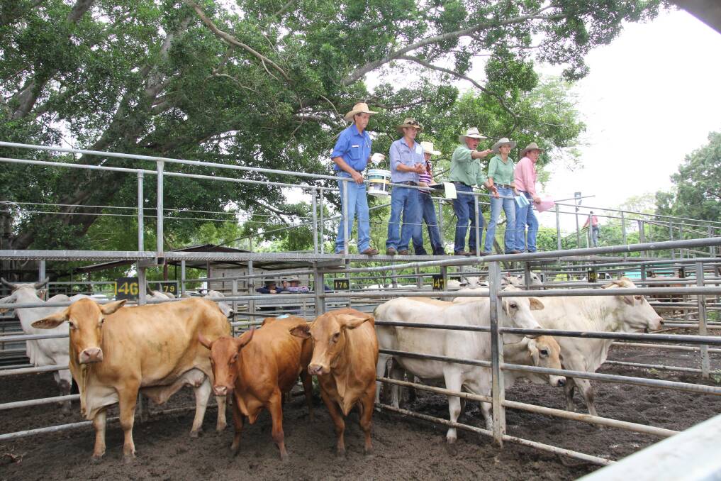 Prices eased slightly in Mareeba as a larger yarding of 1665 head were offloaded at the combined agents' prime and store sale on July 19. Picture: File. 