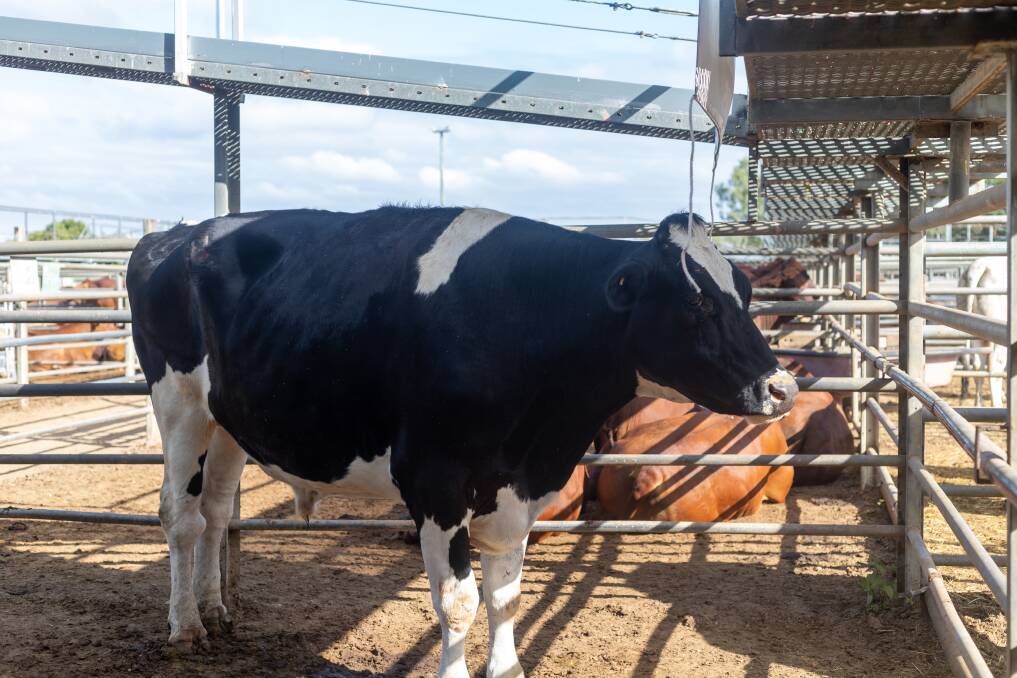 The bullock sold for 360c/kg weighing 1060kgs to return $3818 to be donated. Picture: Zoe Thomas. 