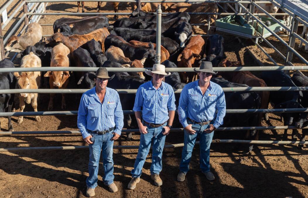 Queesland Rural agents John Martin, Nick Malone and Dustyn Fitzgerald with a line of Rivercea Pastoral, Amelia Downs Station, Charters Towers Brahman crossbred steers. Picture: Zoe Thomas. 