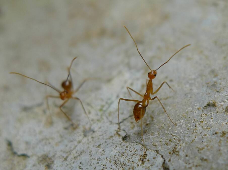 Yellow crazy ants are one of the world's worst invasive species attacking prey through spraying acid. Photo: John Tann. 