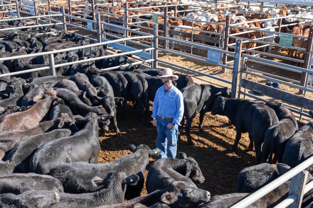 Queensland Rural Charters Towers livestock agent Harry Clayton with a pen of Hammar Grazing Angus cross steers, which returned $1504 per head. Picture: Zoe Thomas. 