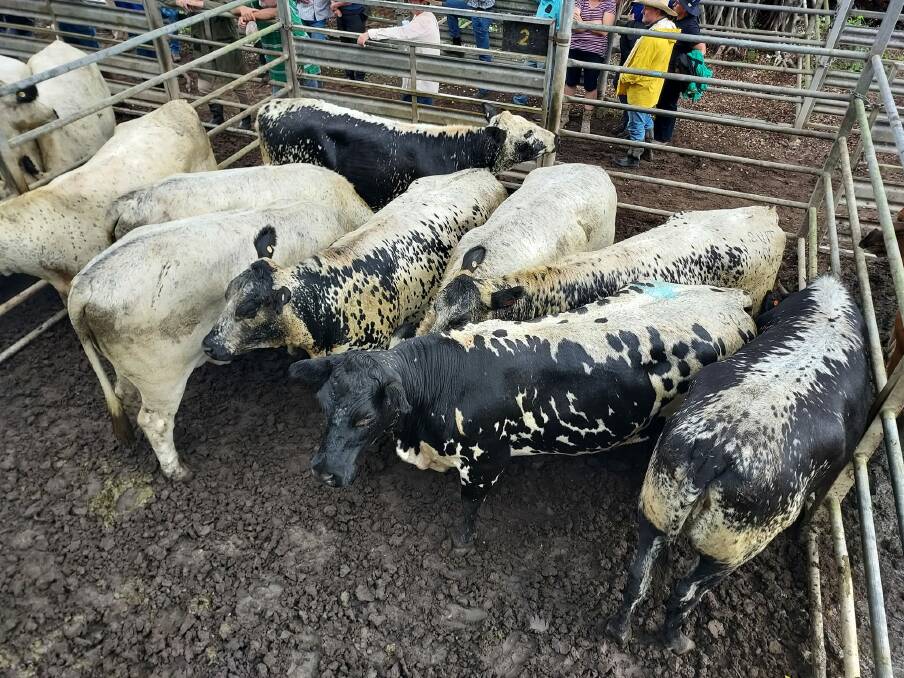 Stevan and Odette Plozza, Butchers Creek, set the new saleyard record for meatworks cow at 570.2c/kg. Photo: Jayne Hogarth Mareeba Saleyards.
