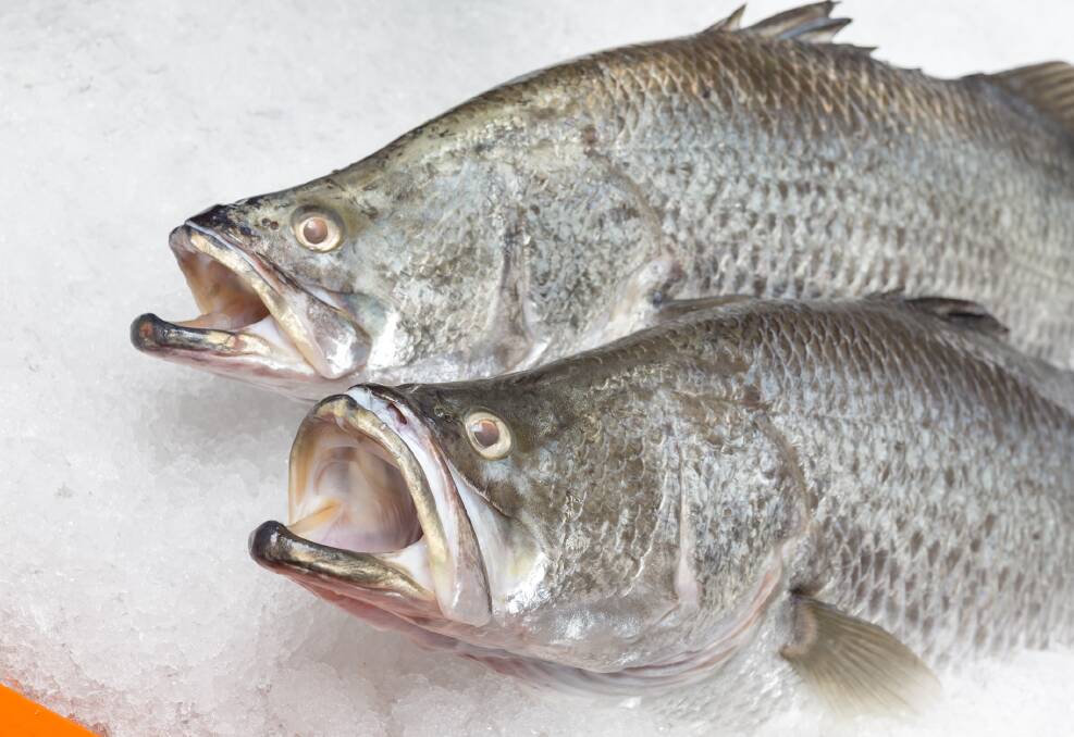 The barramundi sector grew in value by 23.2% to $34.9 million. Photo: Mainstream Aquaculture. 