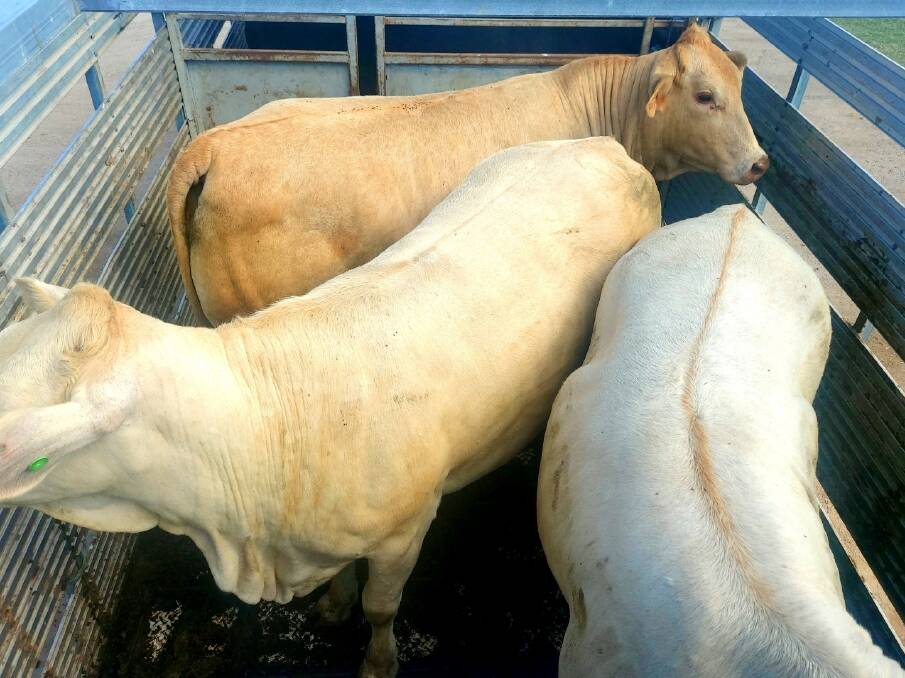Mr Brown said the heifers were bought out of the Mareeba saleyards from three different vendors and averaged 195 kilograms at induction. Picture: Alistair Brown. 