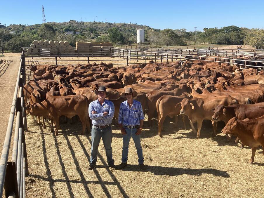 Queensland Rural Charters Towers livestock agents Dustyn Fitzgerald and Ben Hewitt with a run of Matthews Cattle Company, Blue Range Station, Charters Towers Brahman cross heifers, which made up to 514c/kg to average 469c/kg weighing in at 304kg and returned $1430 per head. Picture: Queensland Rural. 