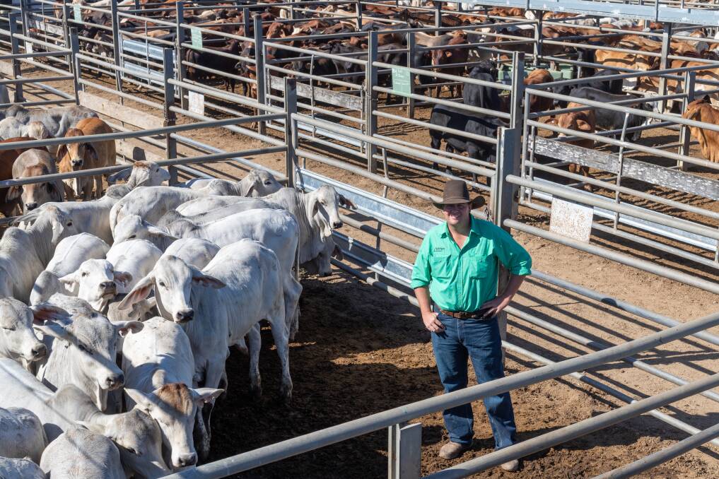 Nutrien Ag Solutions Charters Towers livestock agent Brent Williams with Lascelles Pastoral Company, Charters Towers pen of 30 Brahman steers. Picture: Zoe Thomas. 