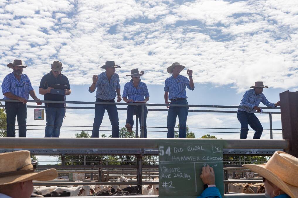 Grass loaded northern buyers fired bids at the Charters Towers saleyard on Monday for the Queensland Rural special pre-weighed store sale. Picture: Zoe Thomas.