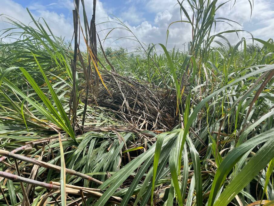 Mr Bugeja said gusty winds and soft ground from rain caused the cane to fall over. Photo supplied. 