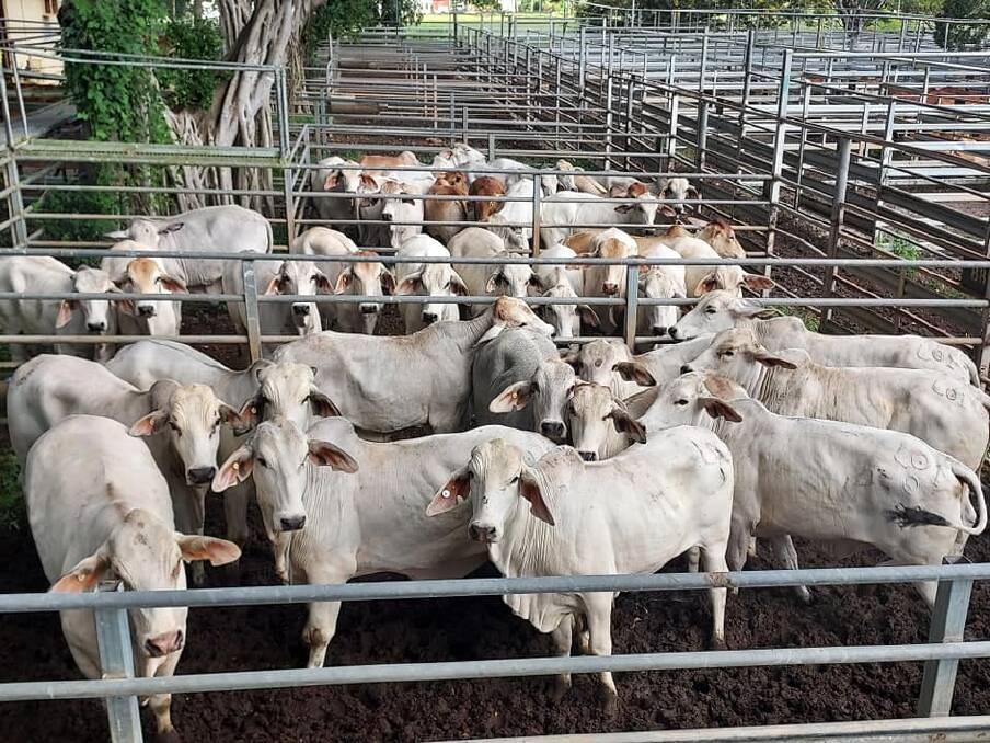 Pens of Southedge Pastoral Company feeder steers that were on offer at the Mareeba sale on Tuesday. Picture: Mareeba Saleyards.