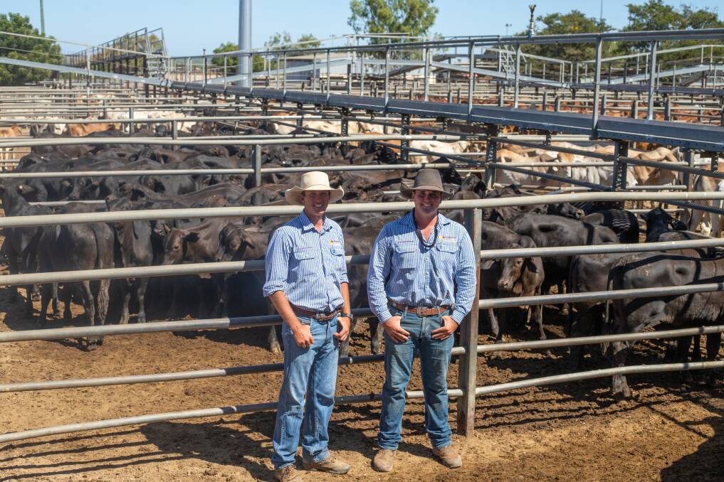 Queensland Rural livestock agents Nick Malone and Dustyn Fitzgerald with Terry Pastoral top priced Brangus weaner steers. 