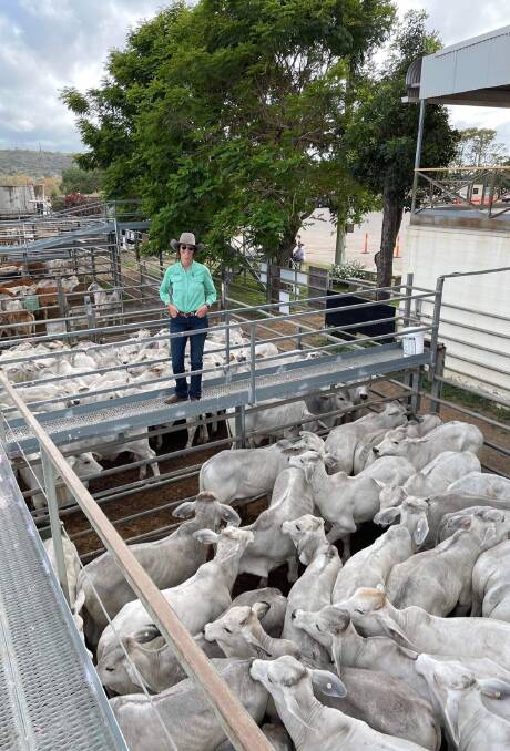 Nutrien Ag Solutions Charters Towers Caitlyn Mcphee with Pemble Livestock, Barrington Station, Charters Towers Brahman cross steers, which averaged 556c/kg to return an average of $1405/hd. Picture supplied by Nutrien Ag Solutions Charters Towers. 
