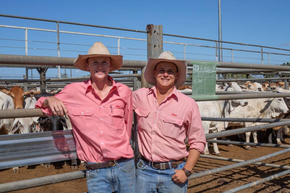 Elders Charters Towers agents Jack Dougherty and Olly Peel with a run of Brian Moody, Square Post Station, Brahman cross cows, which made 330c/kg and weighed 380kg to return $1254/hd. Photo: Zoe Thomas.