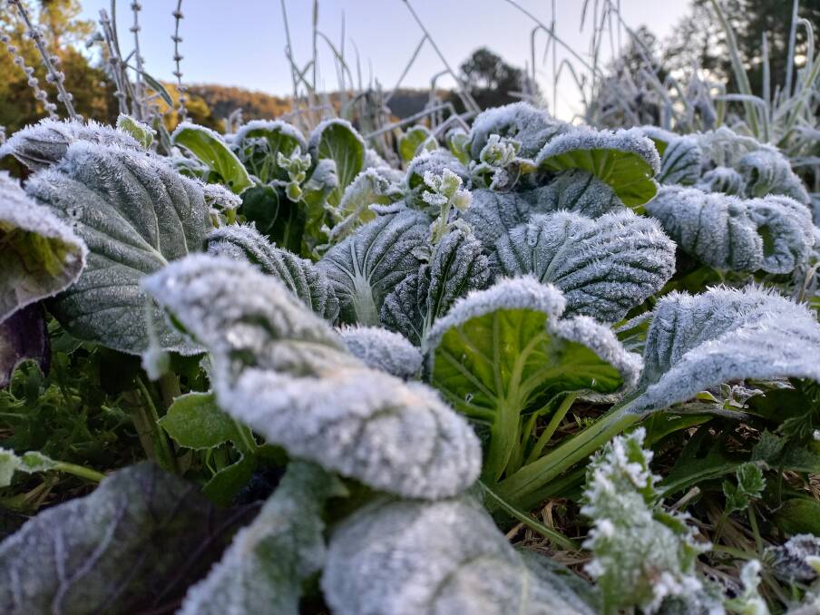 Adam Burrows and Alicia Kidd of HillBilly Farm Co located in Eungella recently shared images online of frost covered produce from their permaculture operation. Picture: HillBilly Farm Co. 