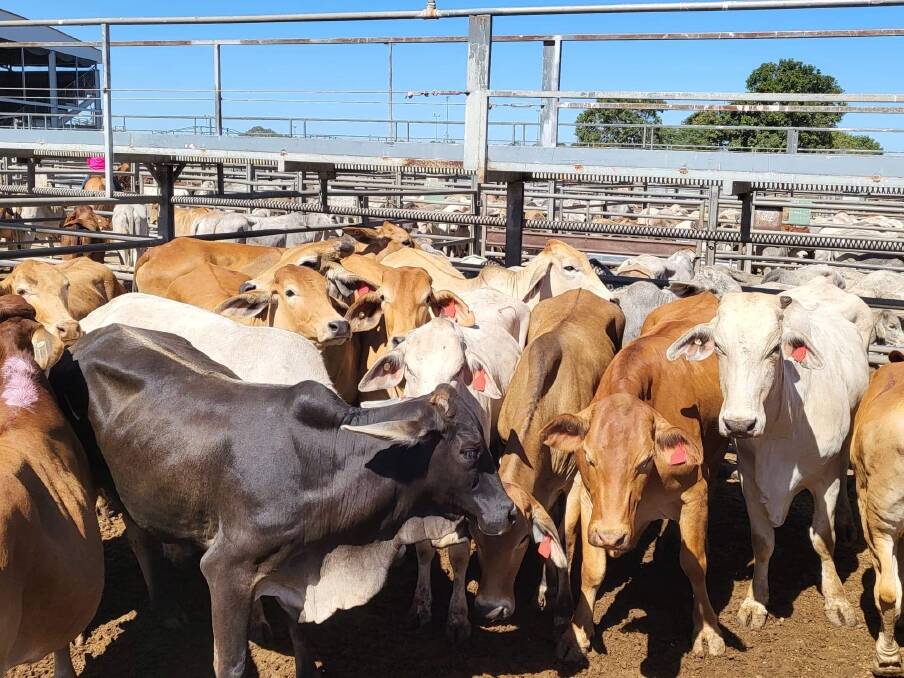 A pen of 16 PTIC Brahman heifers sold on account of Spur and Anvil, Banka Banka West, Tennant Creek sold for $1420/hd. Picture: Elders Charters Towers. 