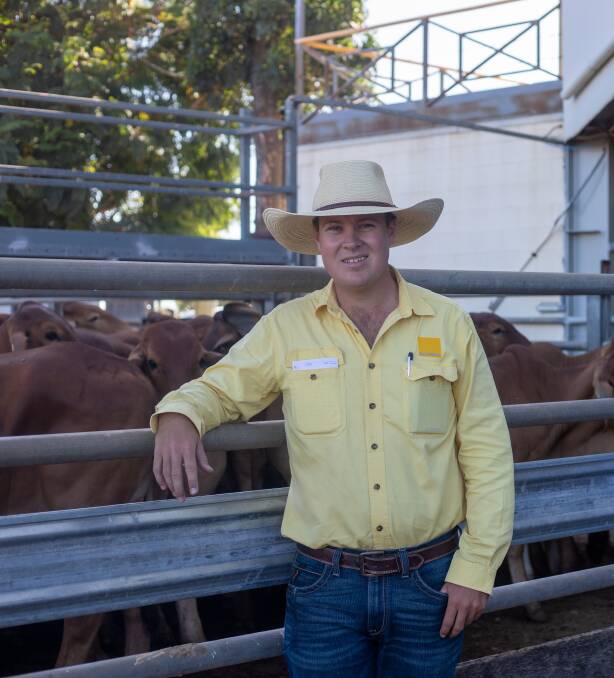 Ray White Rural Townsville and Charters Towers livestock and property agent Liam Kirkwood with Rapisarda Enterprises Red Brahman steers. 