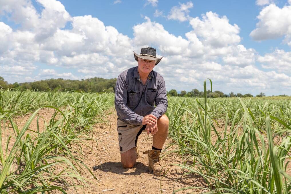 Forrest Beach grower in the Ingham region Chris Bosworth has witnessed first hand the current challenges on the ground. Picture by Zoe Thomas. 