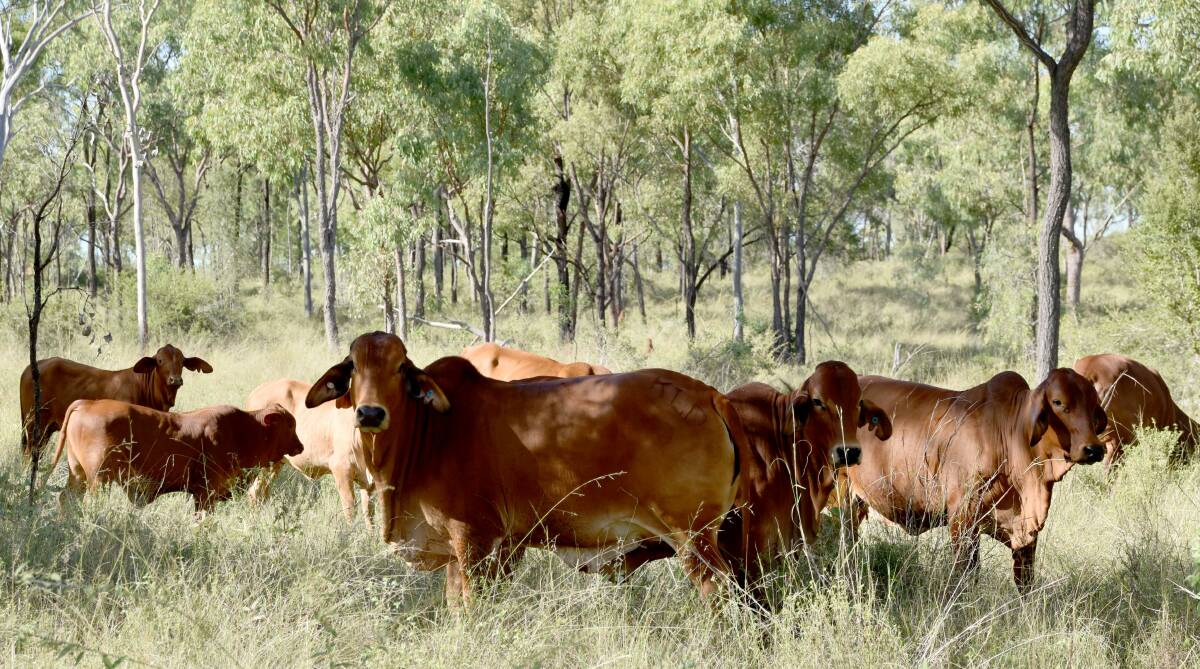 Kirklands Downs cattle grazing in the now rehabilitated 'handy paddock'. Picture: NQ Dry Tropics. 