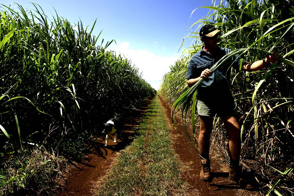 The cane harvest runs from June to December depending on weather and mill operations and reliability. Photo: file. 