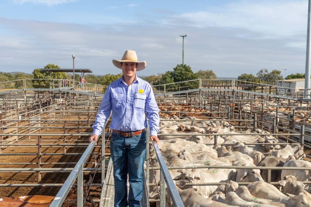 Ray White Geaney Kirkwood livestock agent Liam Kirkwood with a run of Maitland Grazing, Oak Valley Station, Einasleigh prime cows. The northern vendors offloaded a total run of 226 prime bullocks and cows. Picture: Zoe Thomas. 