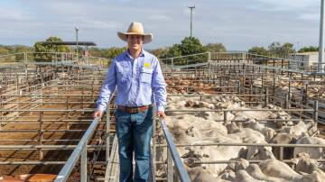 Ray White Geaney Kirkwood livestock agent Liam Kirkwood with a run of Maitland Grazing, Oak Valley Station, Einasleigh prime cows. The northern vendors offloaded a total run of 226 prime bullocks and cows. Picture: Zoe Thomas. 