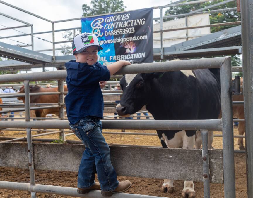 Daniel Groves, grandson of Ron and Leeanne Philipson of Cornelia Station, Pentland with the friesian bullock that went under the hammer last Friday. Picture: Zoe Thomas. 