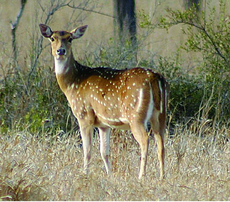 A JCU PhD student is appealing to recreational hunters, taxidermists, butchers and truckies to help source chital deer tissue samples for his research. Photo: Queensland Government. 