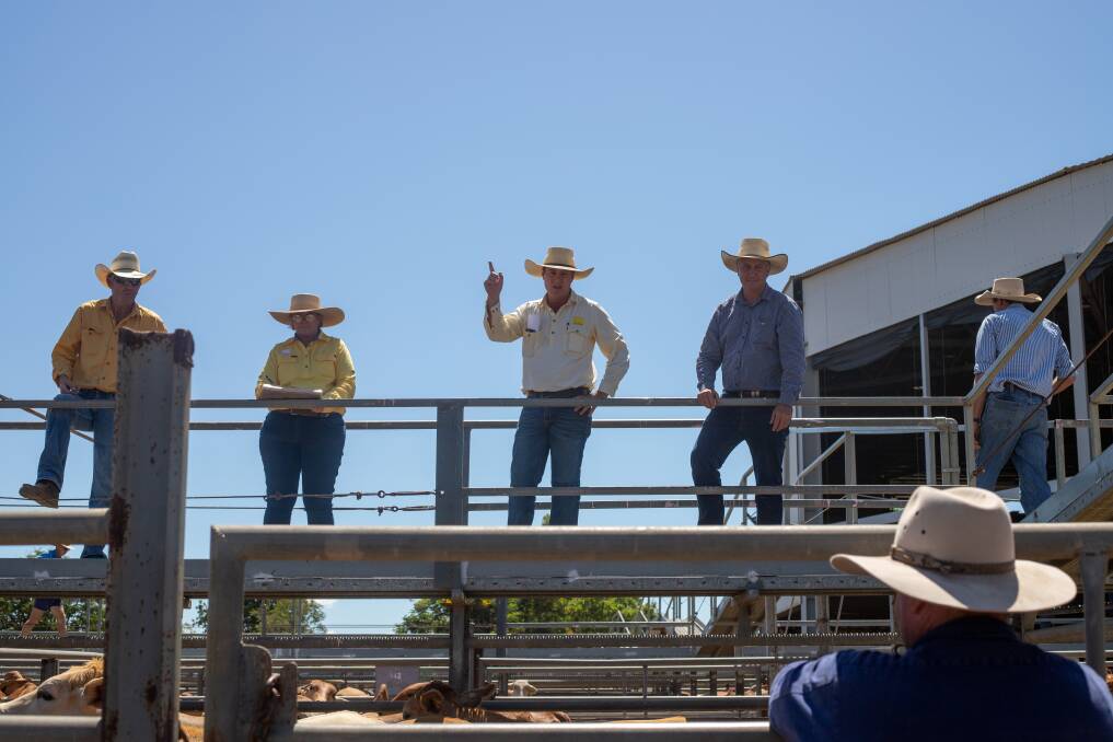 Prices remained firm in Charters Towers as over 2000 head were offloaded at the combined agents' prime and store sale. Picture: Zoe Thomas. 