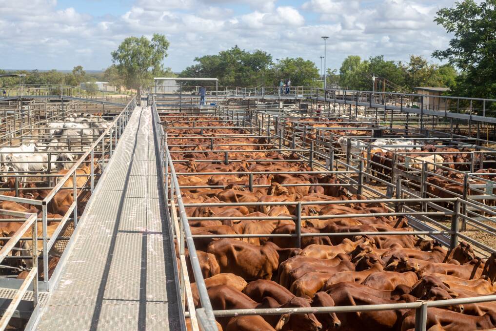 John Rapisarda of Rapisarda Enterprises, Woodhouse Station, Ayr, offloaded 429 Brahman cross steers to average 563c/kg at 277kg, which returned an average of $1558/hd. Photo: Zoe Thomas. 