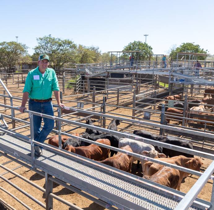 Nutrien Ag Solutions Charters Towers livestock agent Brent Williams with a pen of Mount McConnel Grazing Company Brahman crossbred weaner steers, which fetched a top of 556c/kg averaging 252kg to return $1401 per head. Picture: Zoe Thomas. 