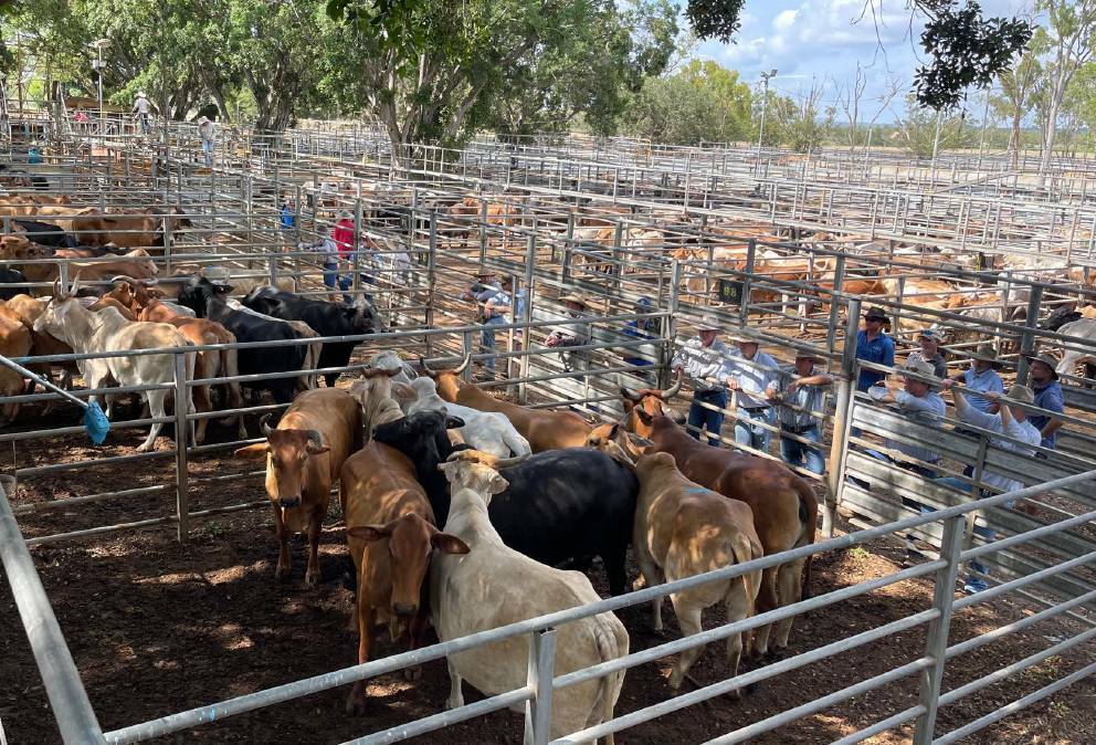 Just over 1500 head of cattle were offloaded at the combined agents' prime and store sale on October 11. File picture by Ben Harden. 