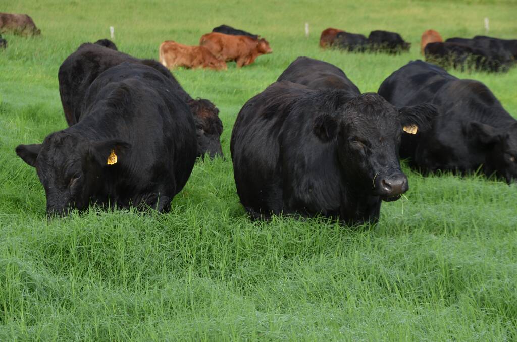 Interested northern beef producers are being encouraged to enter their cattle into a MSA carcase grading competition to be held in Townsville in July. Photo: Bernie English. 