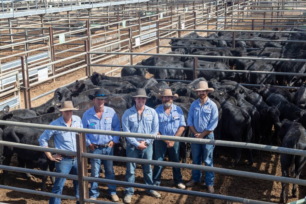 Queensland Rural Charters Towers livestock agents: Angus Wreford, John Martin, Dustyn Fitzgerald, Craig Herring and Harry Clayton with a line of Hammar Grazing, Glendillon Pastoral Company, Charters Towers Brangus steers. Picture: Zoe Thomas.