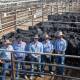 Queensland Rural Charters Towers livestock agents: Angus Wreford, John Martin, Dustyn Fitzgerald, Craig Herring and Harry Clayton with a line of Hammar Grazing, Glendillon Pastoral Company, Charters Towers Brangus steers. Picture: Zoe Thomas.