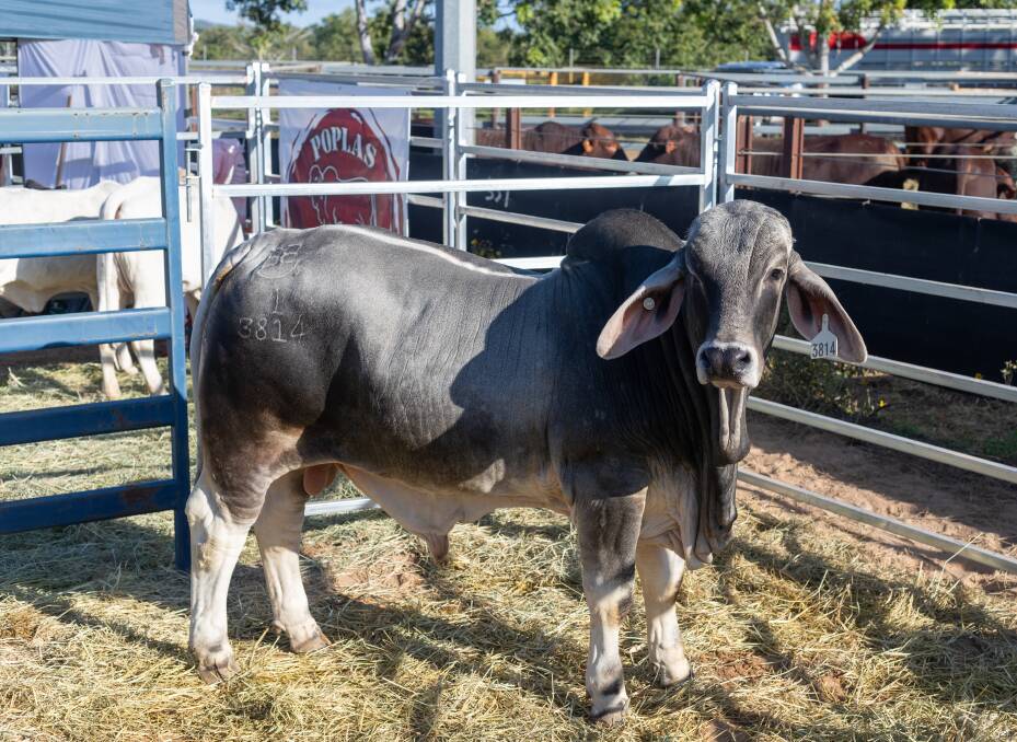 The Brownson family of Burdekin Brahmans sold Burdekin Jack 3814 for $50,000 last weekend in a private sale at the Northern Beef Producers Expo. Picture: Zoe Thomas 