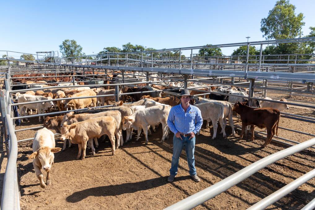 Queensland Rural Charters Towers livestock agent Dustyn Fitzgerald with a pen of Kirkwood Charolais heifers, which sold to a top of 478c/kg. Picture: Zoe Thomas. 