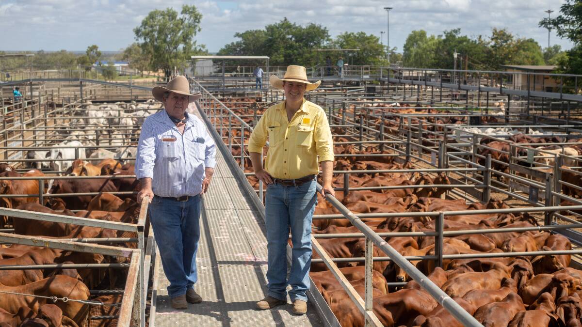 Livestock agent Malcolm Smith and Ray White Rural Townsville and Charters Towers livestock agent Liam Kirkwood with a line of Rapisarda Enterprises, Woodhouse Station, Ayr, Brahman cross steers. Photo: Zoe Thomas. 