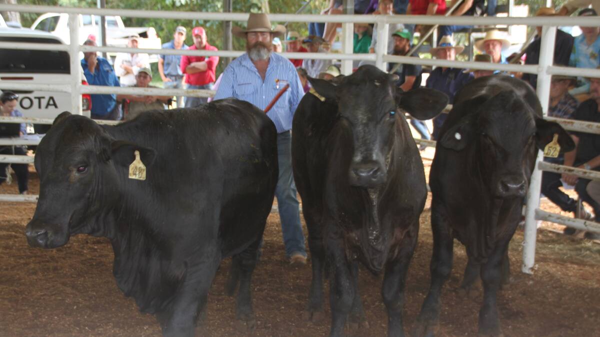 Three Brangus steers on account of HGC Holdings, Millaa Millaa sold for $1720/hd at the Malanda sale, with Queensland Rural agent Craig Herring. Picture by Sally Turley. 