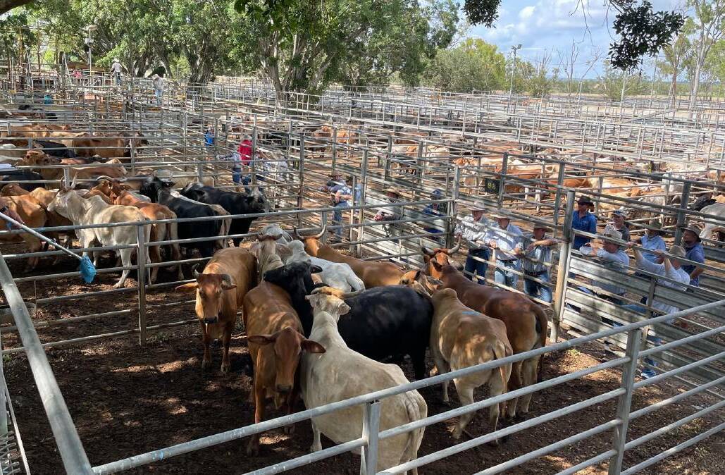 Just over 1500 head were offloaded at the Mareeba combined agents prime and store sale held on October 4. File picture by Ben Harden. 