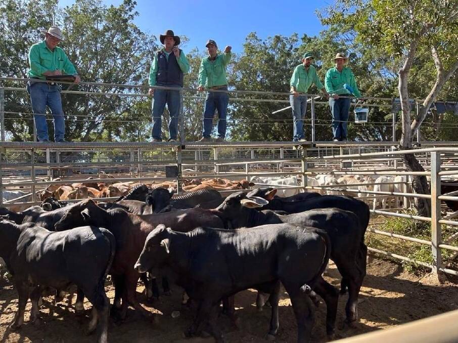 Nutrien Ag Solutions Charters Towers livestock agent Brent Williams said prices remained on par with other sale centres across the state. Picture: Nutrien Ag Solutions. 