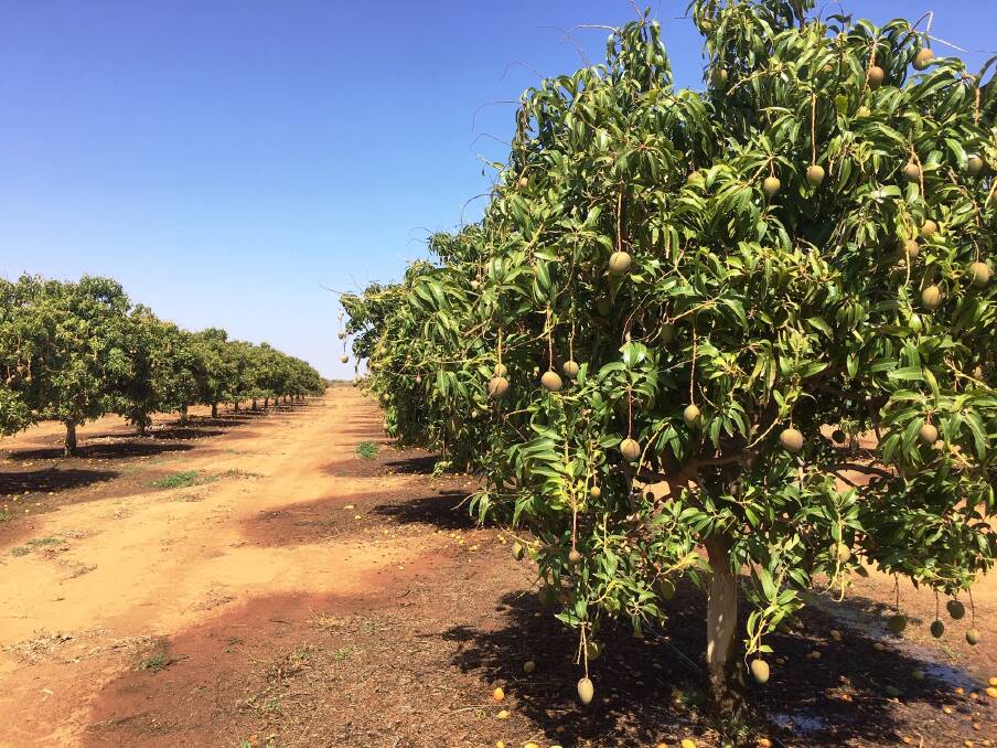 Valentina Caamano-Bermudez is transition to a grower-packer operation at her Mareeba mango and lime farm. 