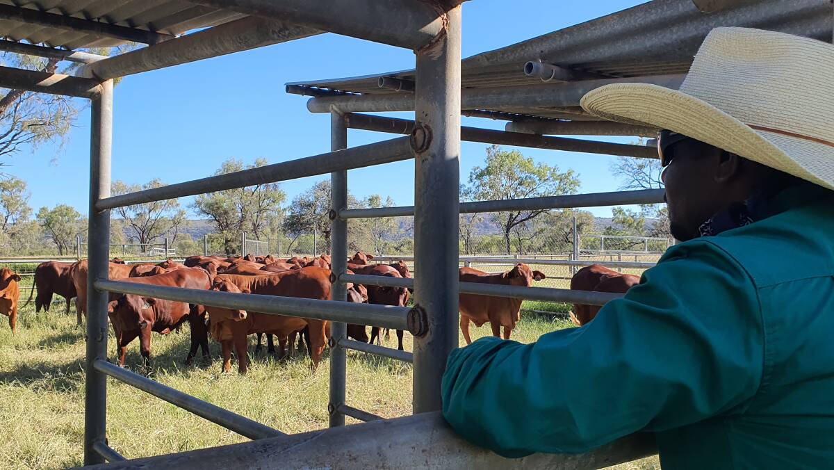NT Farmers, Entegra Signature Structures and Kenneth Rayner are providing one student with the opportunity to win the Kenneth Rayner Agriculture Scholarship which provides support and a wide range of networking and employment opportunities.