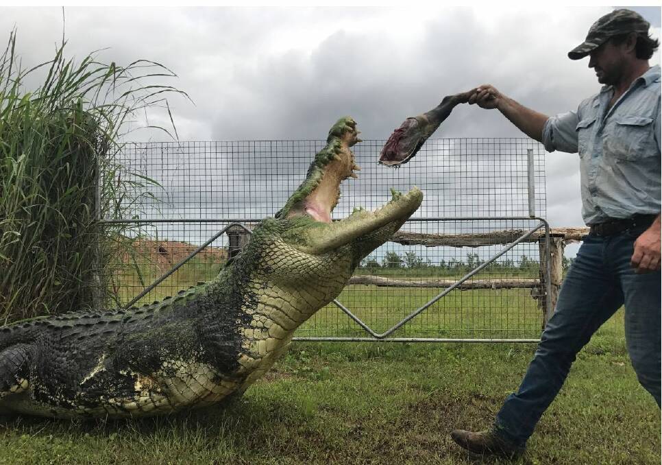 Outback Wrangler Matt Wright feeding a crocodile. Picture Facebook.
