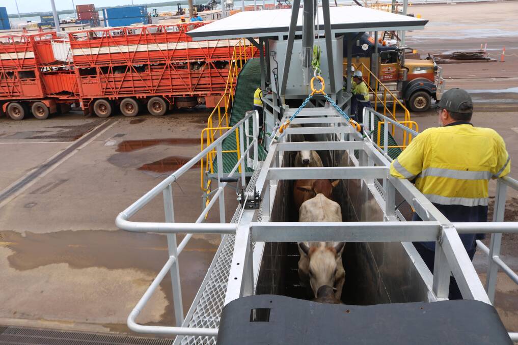 A new ramp at Darwin Port is making cattle loading more efficient. 