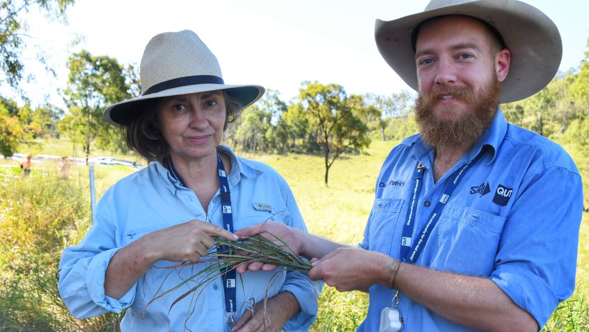 QUT associate professor Caroline Hauxwell and researcher Darcy Patrick with pasture mealybug infected grass. Picture: Brad Marsellos