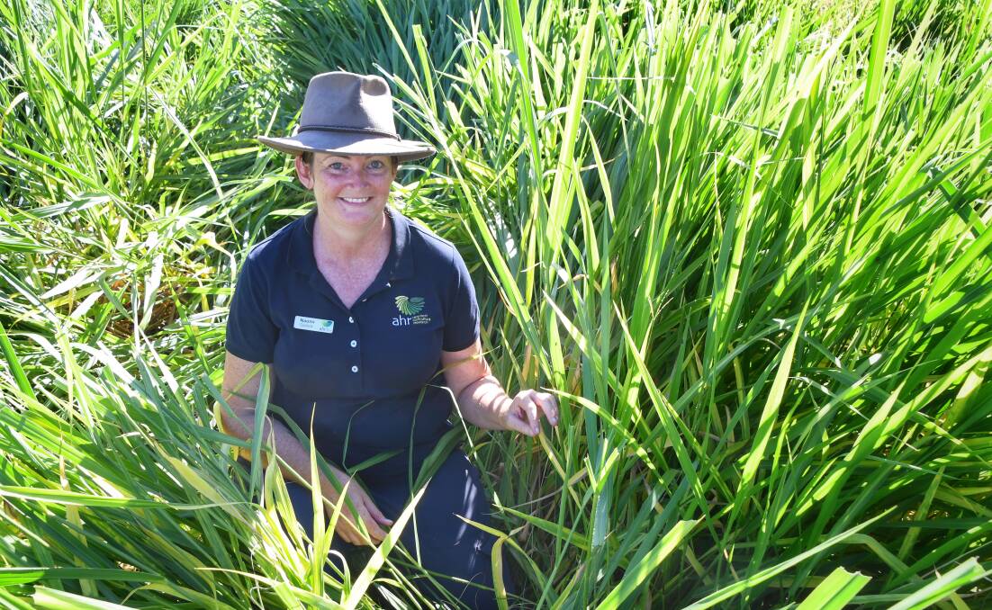 Dr Noami Diplock with the Mekong briz which has not been impacted by pasture dieback. Picture: Brad Marsellos