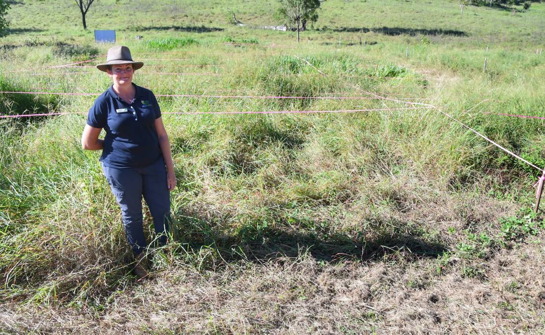 Dr Naomi Diplock with a pasture dieback impacted area in the Gaeta trial site. Picture: Brad Marsellos