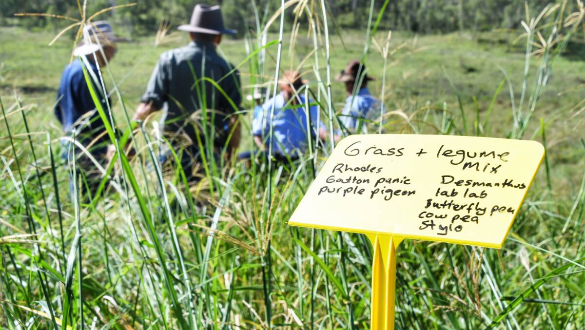 Pasture variety and legumes are long term solutions to combating dieback. Picture: Brad Marsellos